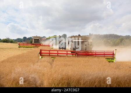 Deux moissonneuses-batteuses et une récolte de tracteur dans un champ Banque D'Images