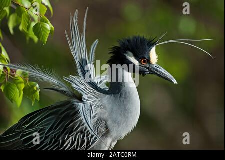 Adulte jaune - heron de nuit couronné Banque D'Images