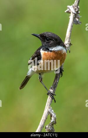 Schwarzkehlchen (Saxicola Torquata) Stonechat Commun • Bade-Wurtemberg, Allemagne Banque D'Images