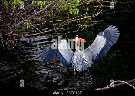 Héron gris pêchant un poisson rouge en vol au-dessus d'un étang, ailes en haut, Ontario, Canada Banque D'Images