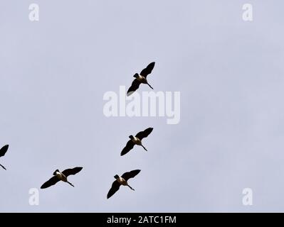 troupeau d'oies volant en formation sous le ciel gris Banque D'Images