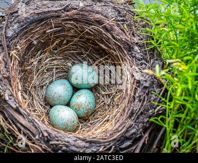 Blackbird (Tardus merula), nid d'oiseau noir avec quatre oeufs dans une boîte de fleurs avec des plantes géraniums Banque D'Images