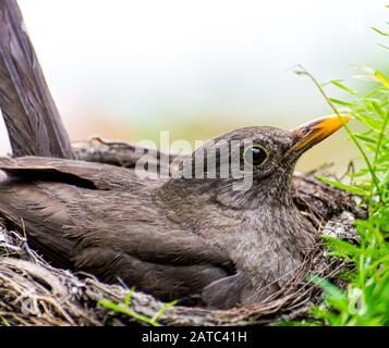 Oiseau noir femelle (Turdus merula) sur le nid avec poussins. Portrait femelle Blackbird. Banque D'Images