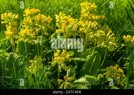 Primula veris, ou lâches, se poussant dans l'herbe sous la lumière du soleil de printemps, montrant à la fois des umbels jaunes et des feuilles crikly Banque D'Images