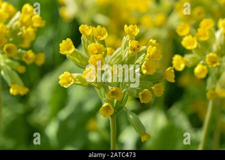 Gros plan sur Primula veris, ou en commun, au soleil de début de printemps entouré d'autres lâches dans un pré anglais Banque D'Images