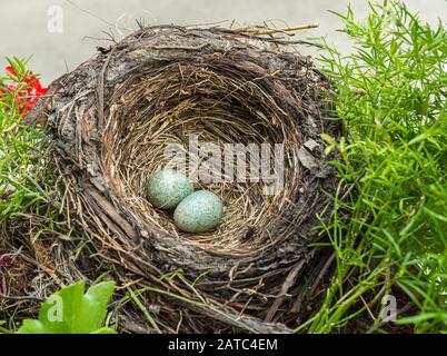 Blackbird (Tardus merula), nid d'oiseau noir avec des œufs dans une boîte de fleurs avec des plantes géraniums Banque D'Images