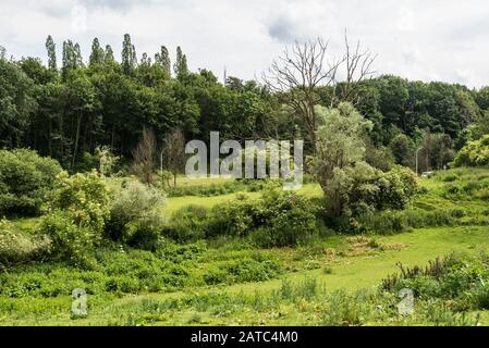 Les prairies semi-naturelles vertes de la réserve naturelle de Kauwberg (Uccle, Bruxelles / Belgique - 07 14 2019) Banque D'Images