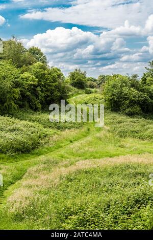 Les prairies semi-naturelles vertes de la réserve naturelle de Kauwberg (Uccle, Bruxelles / Belgique - 07 14 2019) Banque D'Images