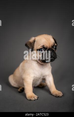 Joli chien chiot Pug assis en regardant l'appareil photo Banque D'Images