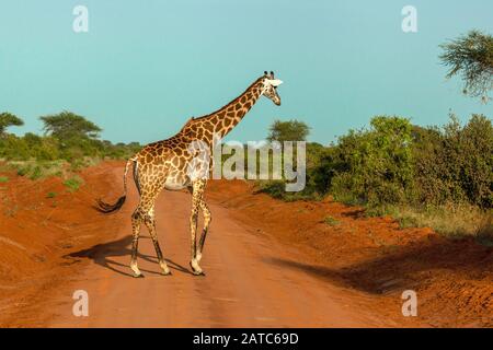 Girafe (réticulée) traversant une route poussiéreuse (Kenya) Banque D'Images