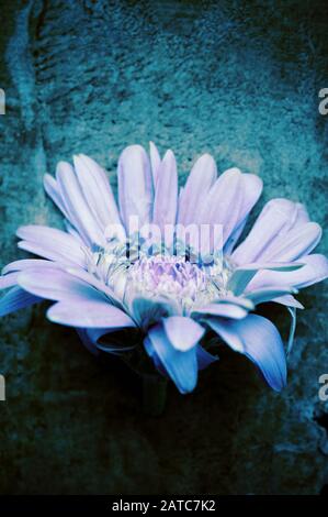 une fleur de marguerite rose coupée Banque D'Images