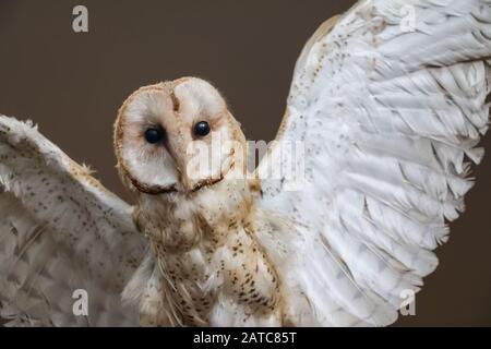 Grange chouette taxidermy semble vivante posture naturelle ailes dans la propagation voler flappy vue avant coeur forme visage yeux noirs vifs aile plumes fond simple Banque D'Images