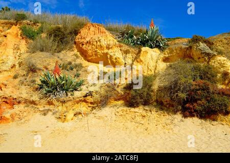 Plage d'Armacao de Pera avec des plantes d'Aloe arborescens sur la côte de l'Algarve Banque D'Images