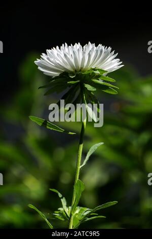 Fleur D'Aster Blanche. Plâtre de santé blanc Banque D'Images