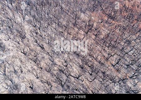 Vue aérienne sur les bois d'arbres à gomme brûlée dans les montagnes Bleues d'Australie. Banque D'Images