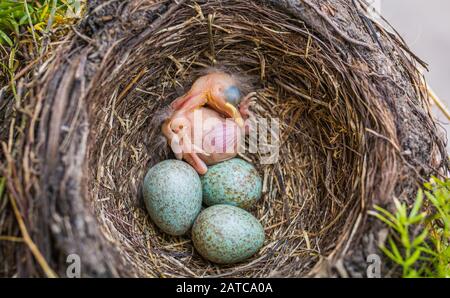 Bébé nouveau-né blackbird dans le nid. Jeune oiseau nouveau-né et oeufs dans le nid - Turdus merula. Blackbird Commun Banque D'Images