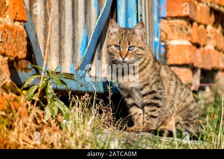 Jeune tabby chat de couleur bleue se trouve modestement sur le sol Banque D'Images