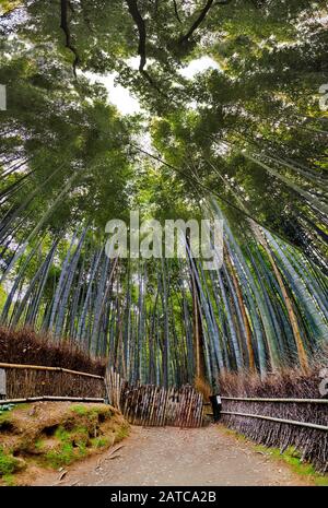 Parc Bamboo grove à Kyoto Arashiyama - panorama vertical depuis le niveau du sol du sentier de randonnée jusqu'aux couronnes des arbres en train de fermer la tête. Banque D'Images
