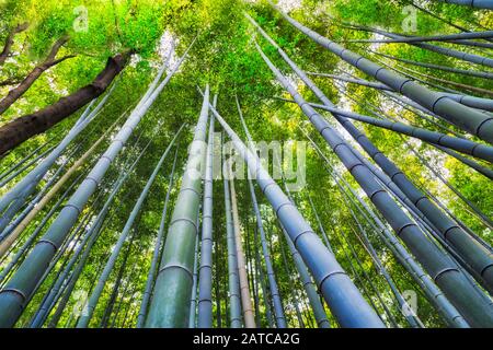 Des pousses vertes de plantes en bambou dans Bamboo grove de Kyoto, Japon. Vue du bas vers le haut le long de longues trungs droits avec les couronnes de feuilles au-dessus. Banque D'Images