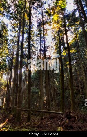 Forêt profonde de pins dans les montagnes japonaises près de Kyoto. Le soleil levant fait des rayons à travers un épais couvert et des troncs d'arbres. Banque D'Images