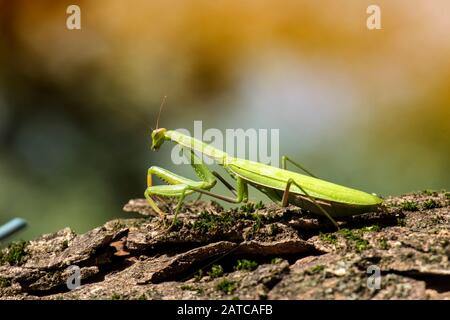 La mante priante féminine est assise sur un tronc d'arbre (Mantis religiosa) Banque D'Images
