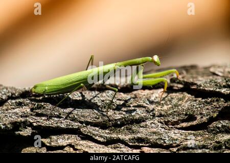 La mante priante féminine est assise sur un tronc d'arbre (Mantis religiosa) Banque D'Images
