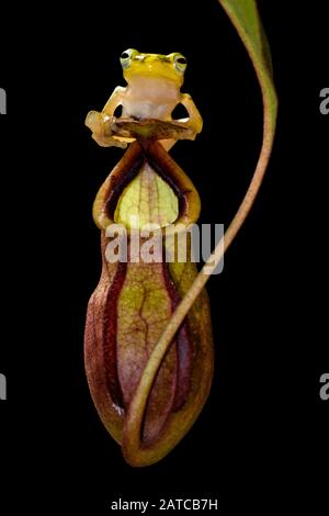 Grenouille assise sur une plante de pichet tropical, Indonésie Banque D'Images