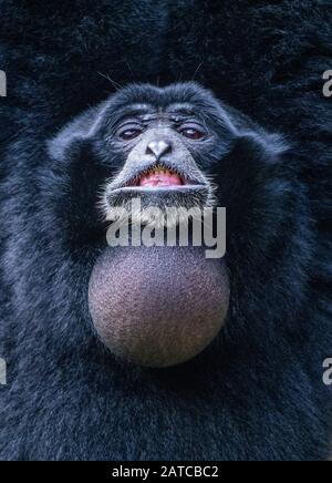 Portrait d'un Siamang souriant, Indonésie Banque D'Images