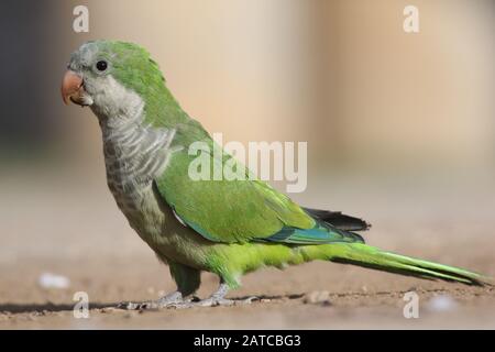 Moine Parakeet, Myiopsitta monachus, se posant sur un chemin à Malaga, en Espagne Banque D'Images