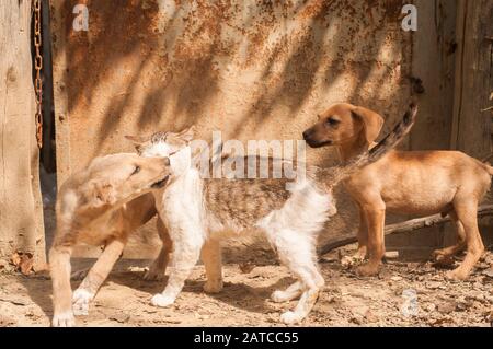 Petit chien et chat de rue qui jouent ensemble sur terre Banque D'Images