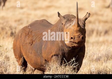Black Rhinoceros (Diceros bicornis) homme à Lewa Wildlife Conservancy, Kenya Banque D'Images