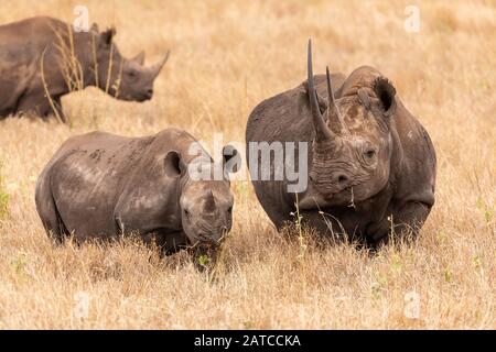 La mère et le veau de Rhinoceros noirs (Diceros bicornis) se nourrissent de la savane de Lewa Wildlife Conservancy, au Kenya Banque D'Images