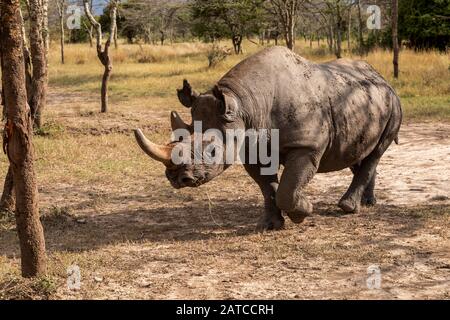 Black Rhinoceros (Diceros bicornis) mâle Barraka marchant dans l'enceinte des espèces en voie de disparition, Ol Pejeta Conservancy, Kenya Banque D'Images