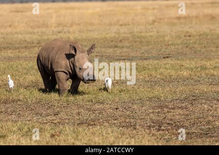 Rhinoceros blanc du sud (Ceratotherium simum simum simum) alimentation de veau sur la savane dans Ol Pejeta Conservancy, Kenya Banque D'Images