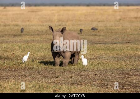 Rhinoceros blanc du sud (Ceratotherium simum simum simum) alimentation de veau sur la savane dans Ol Pejeta Conservancy, Kenya Banque D'Images