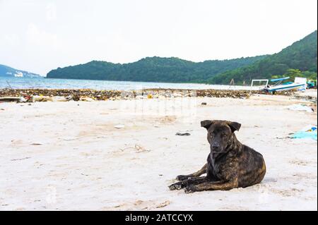un chien noir triste se trouve sur la plage sale. Bai sao Beach, Phu Quoc, Vietnam Banque D'Images