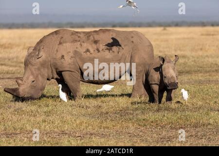 Mère et mollet de Rhinoceros blanc du sud (Ceratotherium simum simum simum) sur la savane dans Ol Pejeta Conservancy, Kenya Banque D'Images