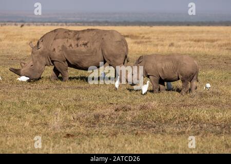 Mère et mollet de Rhinoceros blanc du sud (Ceratotherium simum simum simum) sur la savane dans Ol Pejeta Conservancy, Kenya Banque D'Images