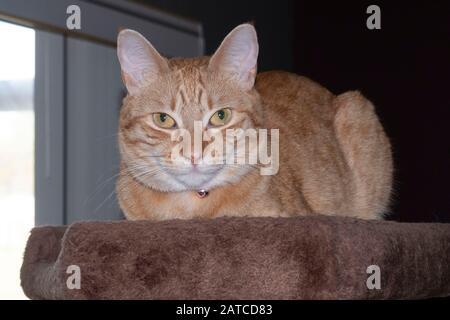 Chat de gingembre Perché sur l'arbre de chat Banque D'Images