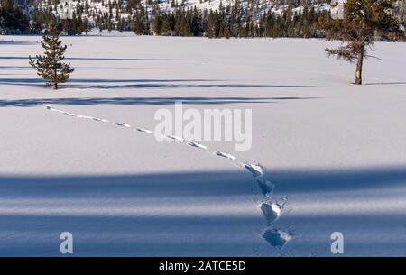 Traces d'animaux sur neige fraîche. Yellowstone National Park, Wyoming, États-Unis Banque D'Images