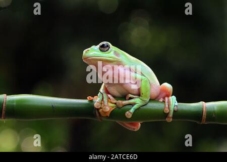 Grenouille blanche australienne sur branche, Indonésie Banque D'Images