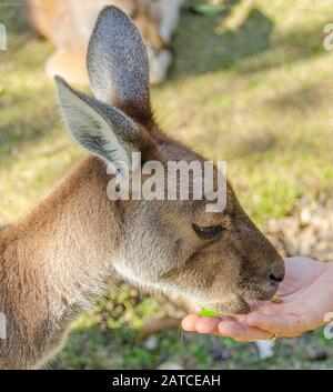 Kangourou gris occidental (Macropus fuliginosus melanops) se dégourgeant de la main d'une personne, Australie Banque D'Images