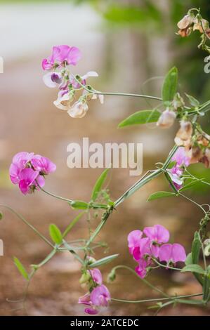 Pois sueur durables, Lathyrus latifolius dans un environnement naturel qui fleurit en été. Mise au point sélective Banque D'Images