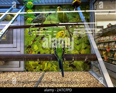 Orlando, FL/USA-1/28/20: Un pakeets vert et jaune floqué dans un aquarium à vendre dans un supermagasin pour animaux de compagnie Petsmart. Banque D'Images