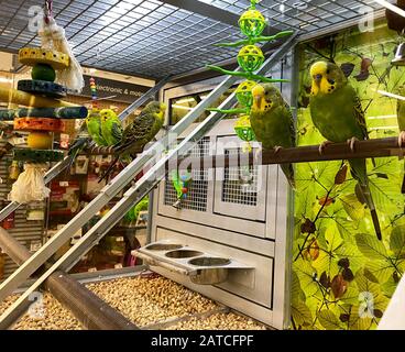 Orlando, FL/USA-1/28/20: Un pakeets vert et jaune floqué dans un aquarium à vendre dans un supermagasin pour animaux de compagnie Petsmart. Banque D'Images