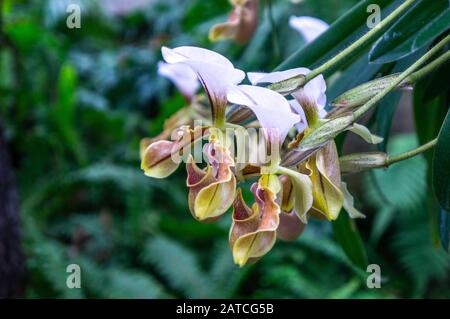 Gros plan du groupe d'orchidées de Vénus jaune et violette en macro. Arrière-plan tropical flou vert froid tourné en lumière naturelle Banque D'Images