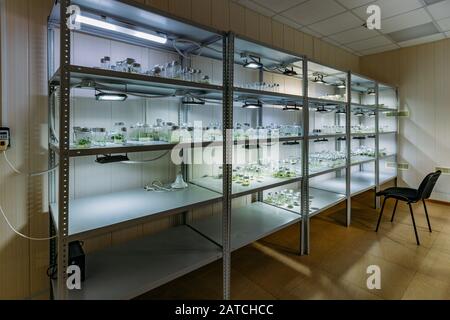 Portoirs avec tubes à essai avec micro-plantes in vitro illuminés par lumière artificielle Banque D'Images