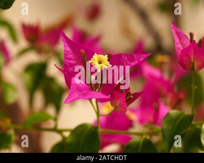 Inflorescence de la glabra de Bougainvillea avec une fleur jaune et des bractées roses vives Banque D'Images