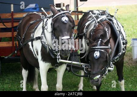 Petits chevaux dans le faisceau Banque D'Images