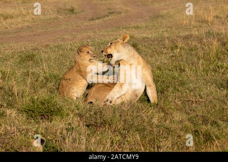 Le Lion africain (Panthera leo) joue dans la savane de Mara North Conservancy, au Kenya Banque D'Images